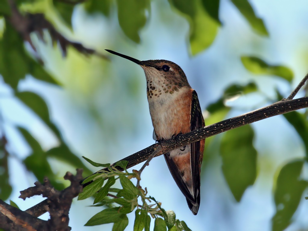 Rufous Hummingbird - Dick Dionne