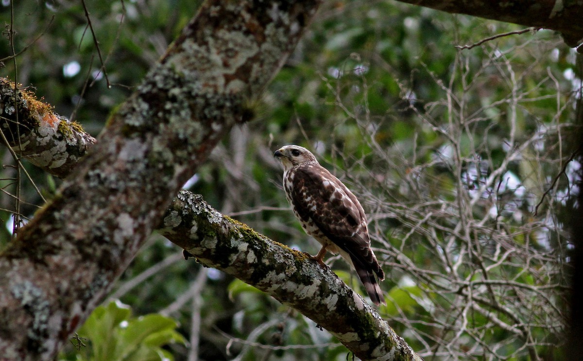 Broad-winged Hawk (Northern) - ML38409051