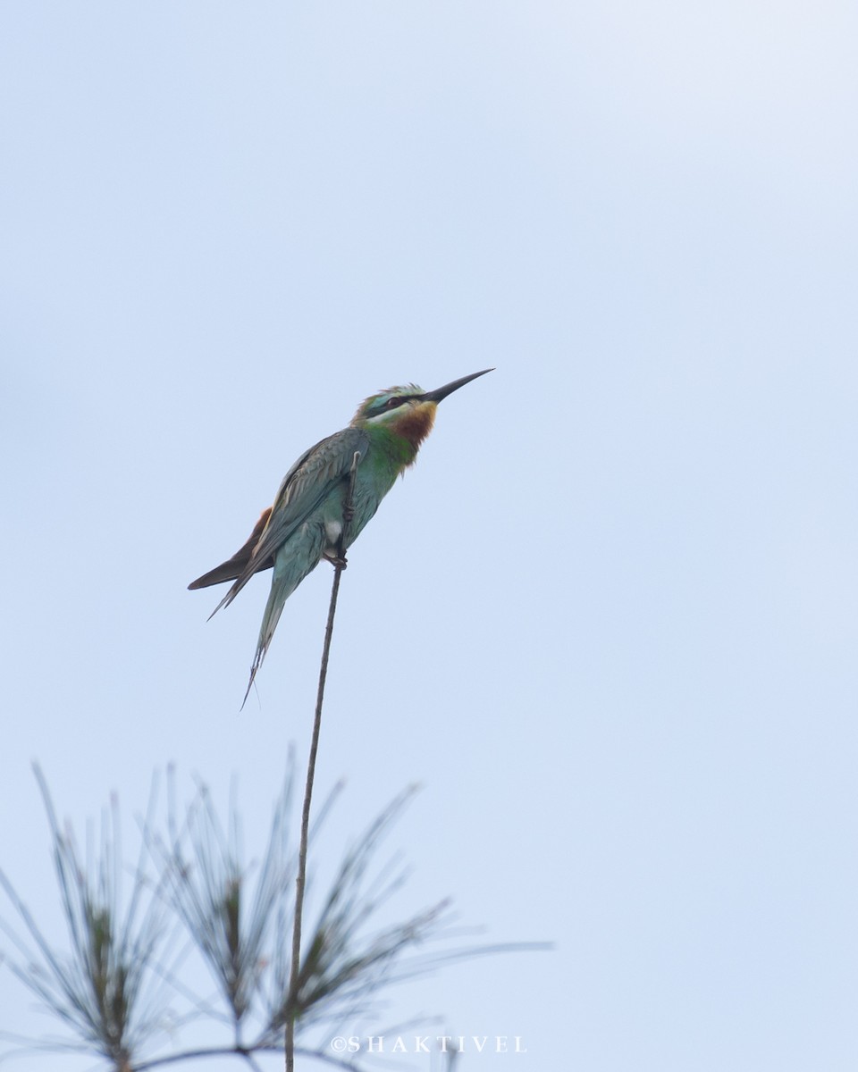 Blue-cheeked Bee-eater - Shakti - Tribesmen.in
