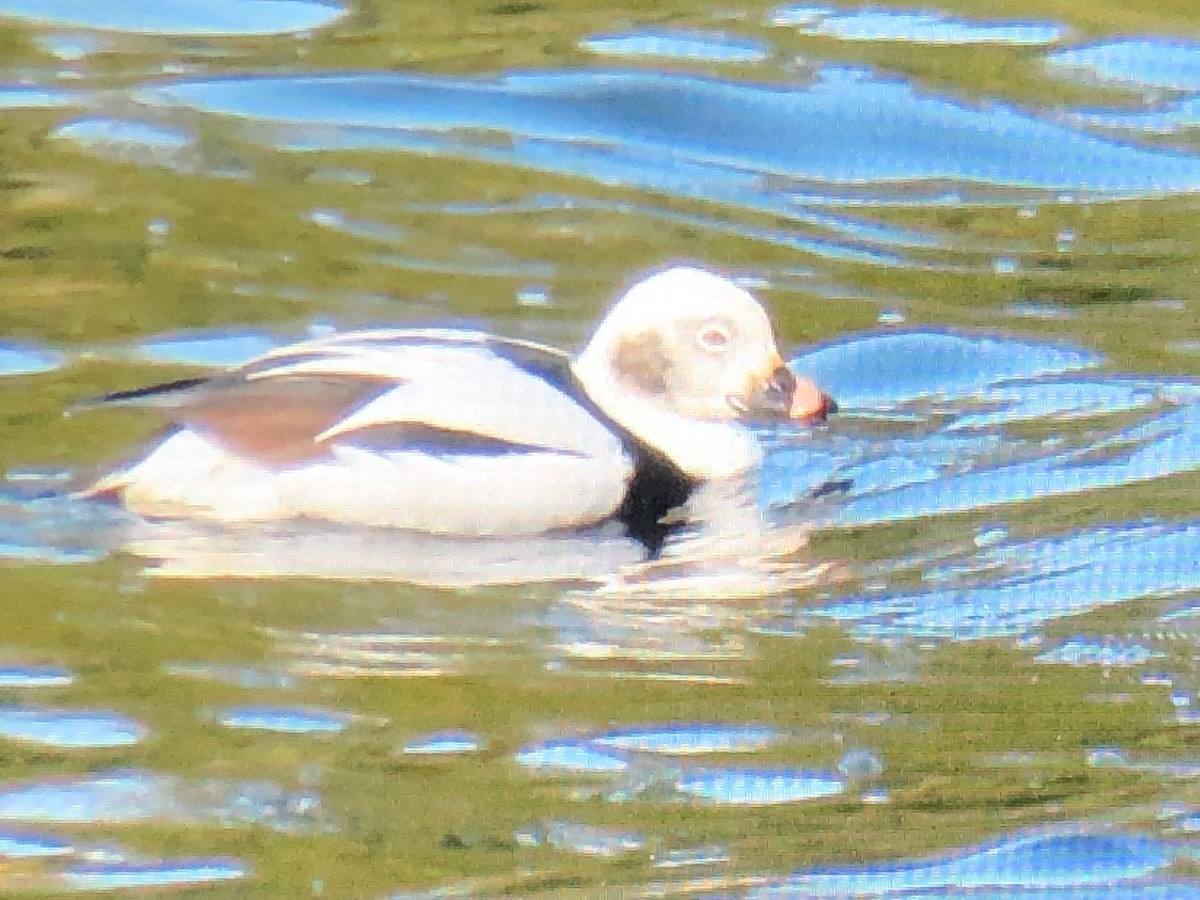 Long-tailed Duck - ML384096341