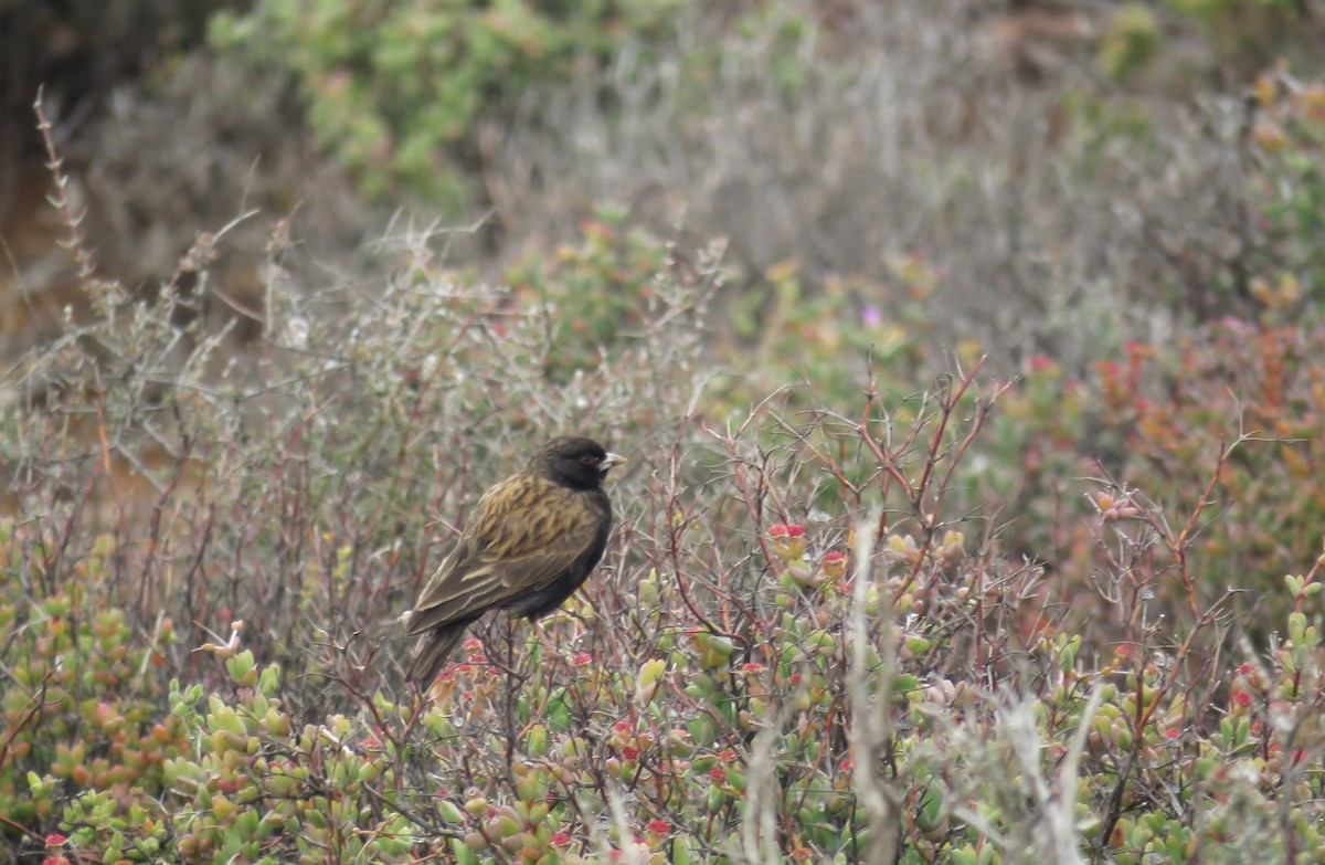 Black-eared Sparrow-Lark - ML384097671