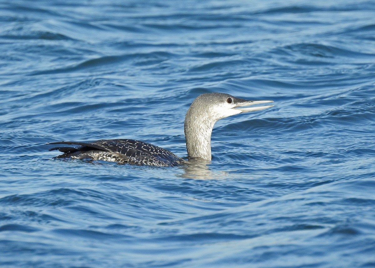 Red-throated Loon - ML384100541