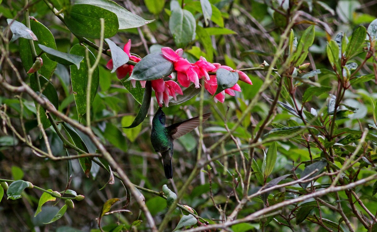 Lesser Violetear (Andean) - ML38410481