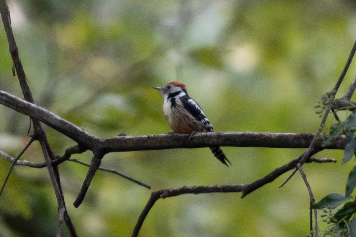 Middle Spotted Woodpecker - ML384104891