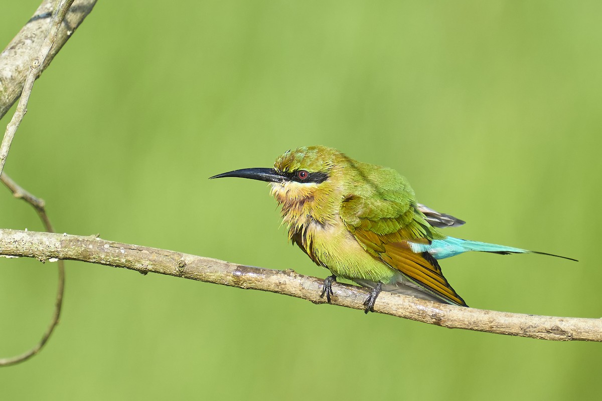 Blue-tailed Bee-eater - ML384107561
