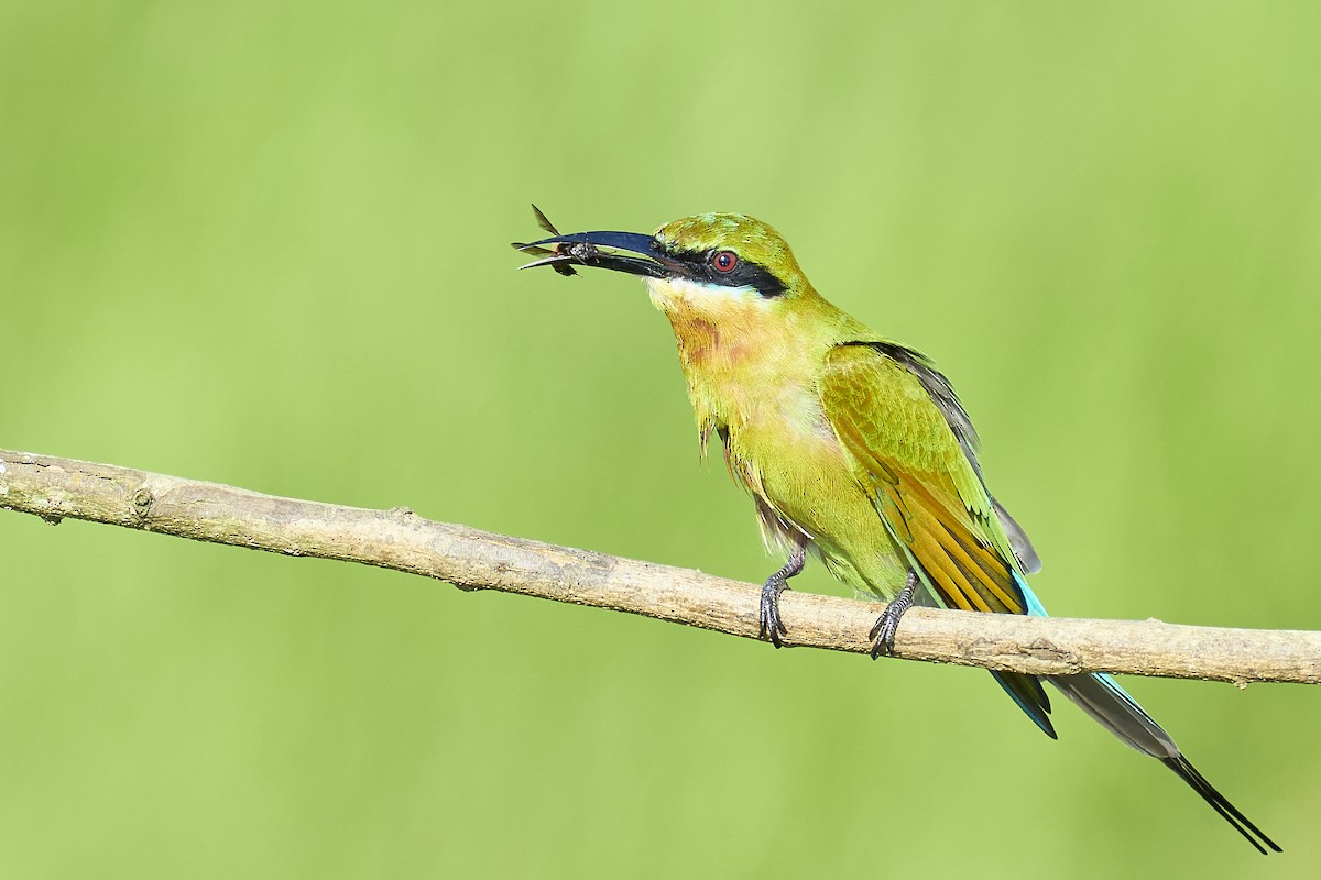 Blue-tailed Bee-eater - ML384107601