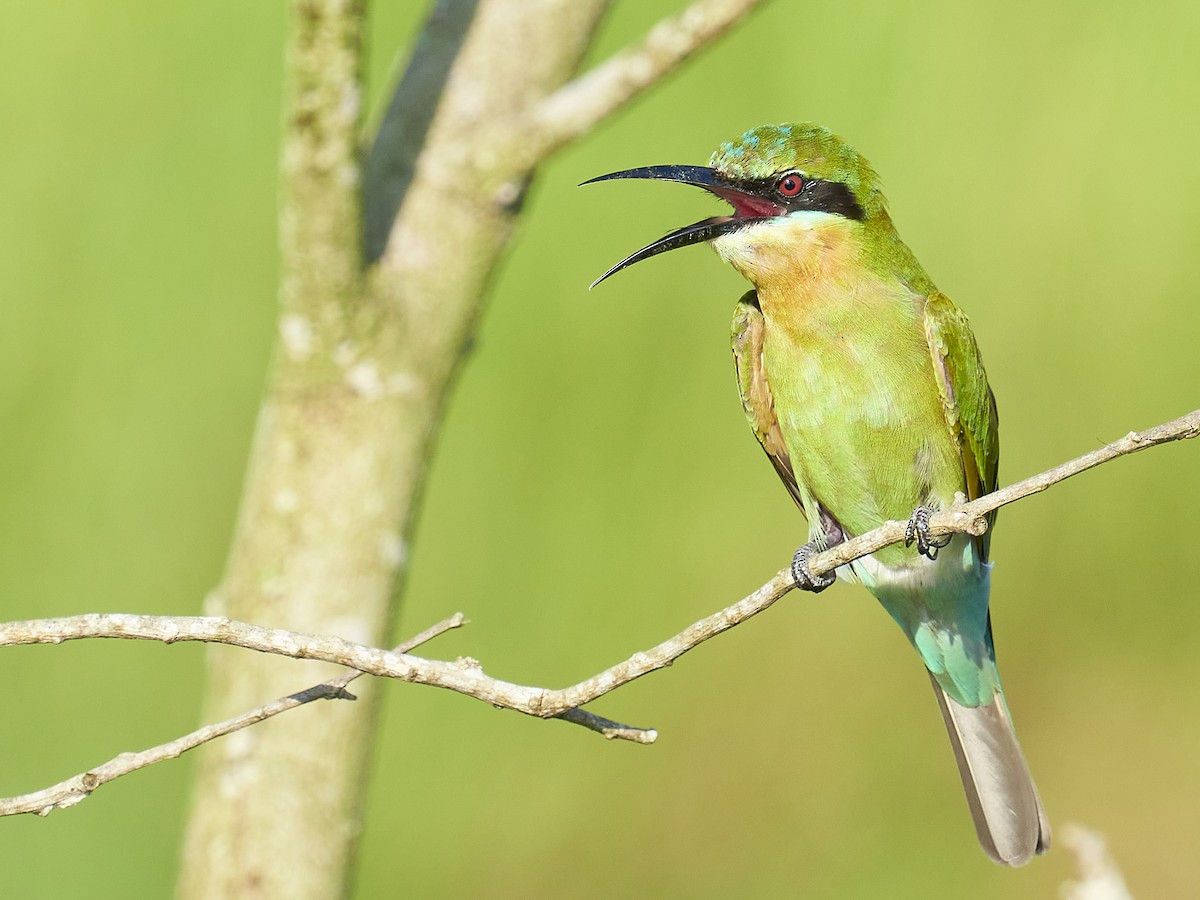 Blue-tailed Bee-eater - ML384107621