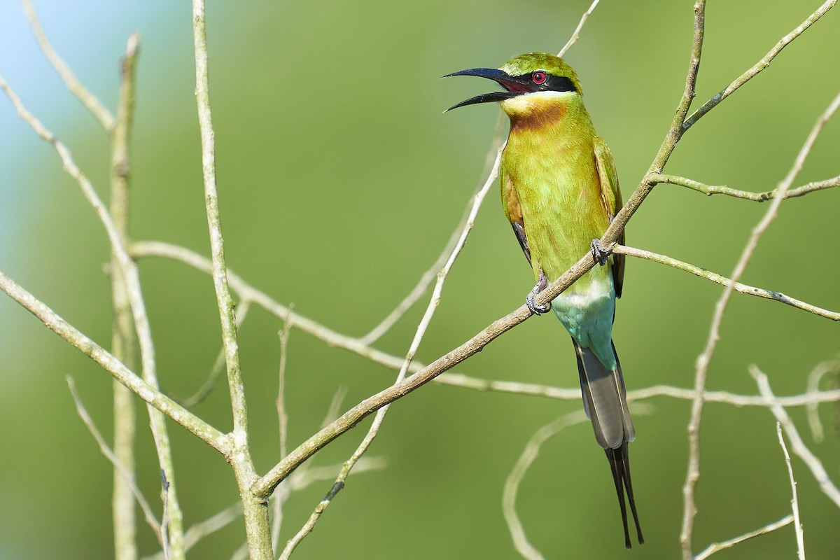 Blue-tailed Bee-eater - ML384107651