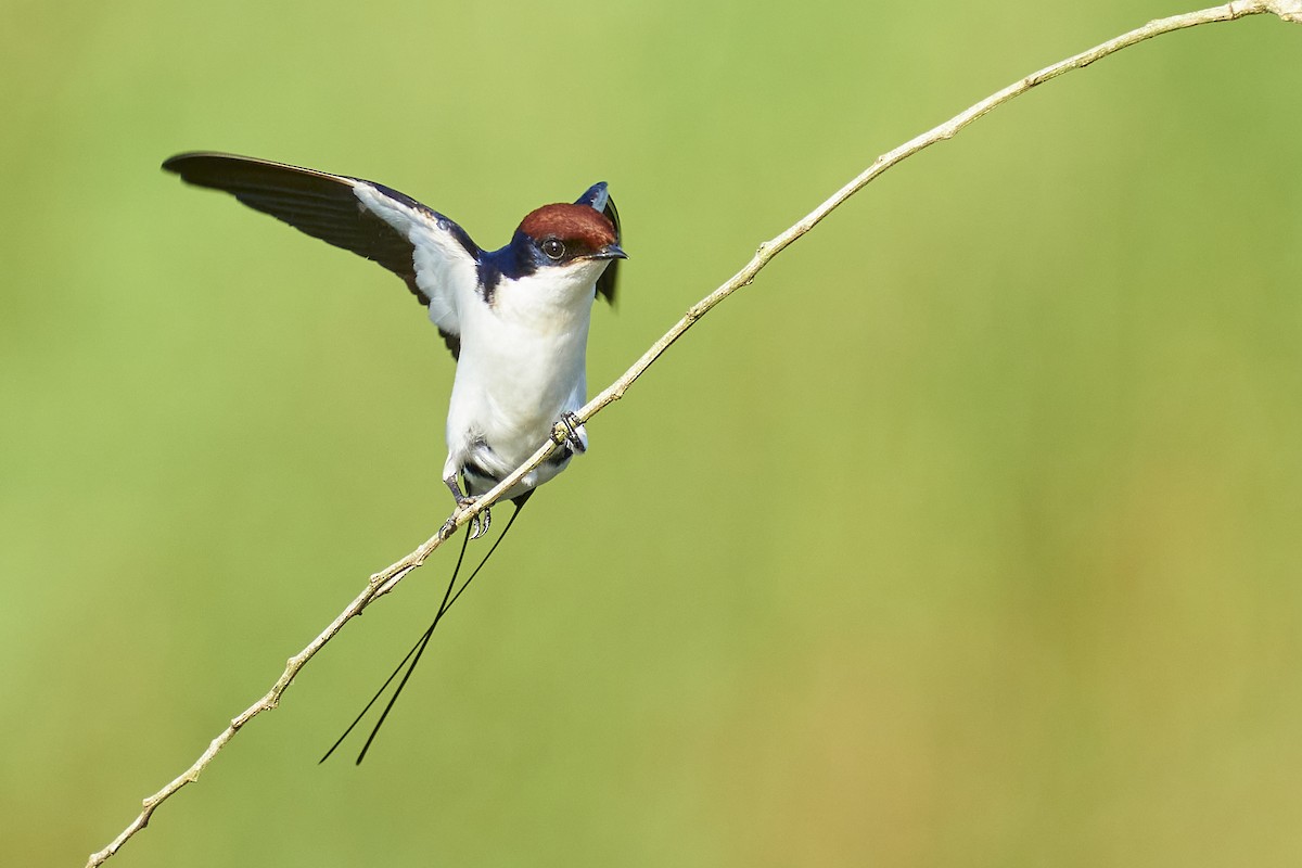Wire-tailed Swallow - ML384107881