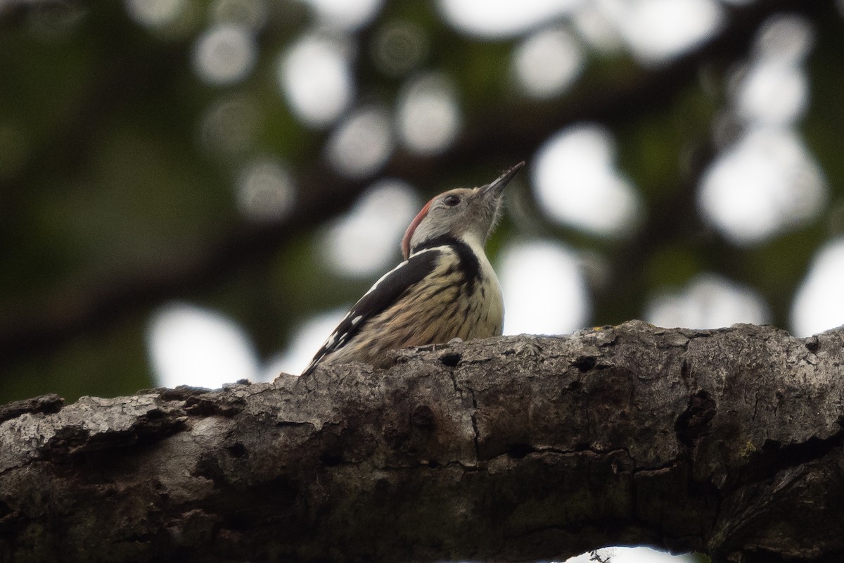 Middle Spotted Woodpecker - ML384108271