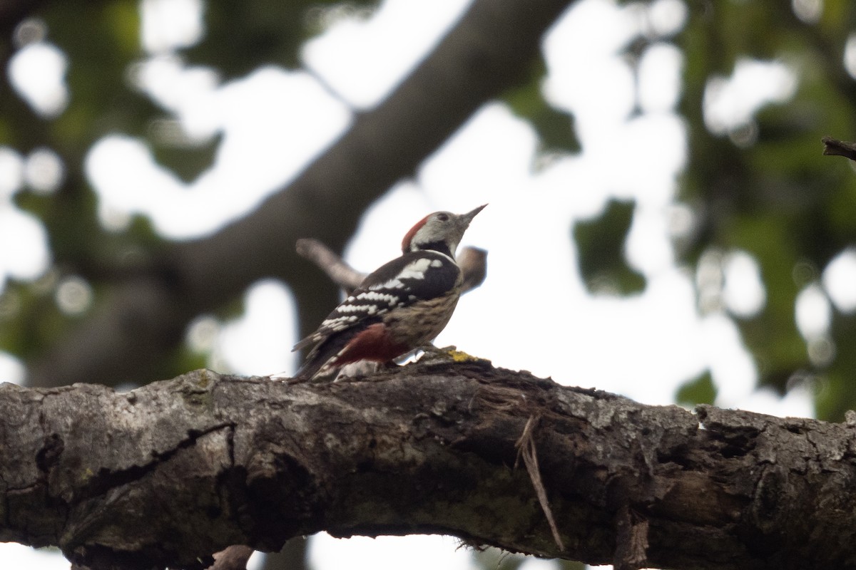 Middle Spotted Woodpecker - ML384108311