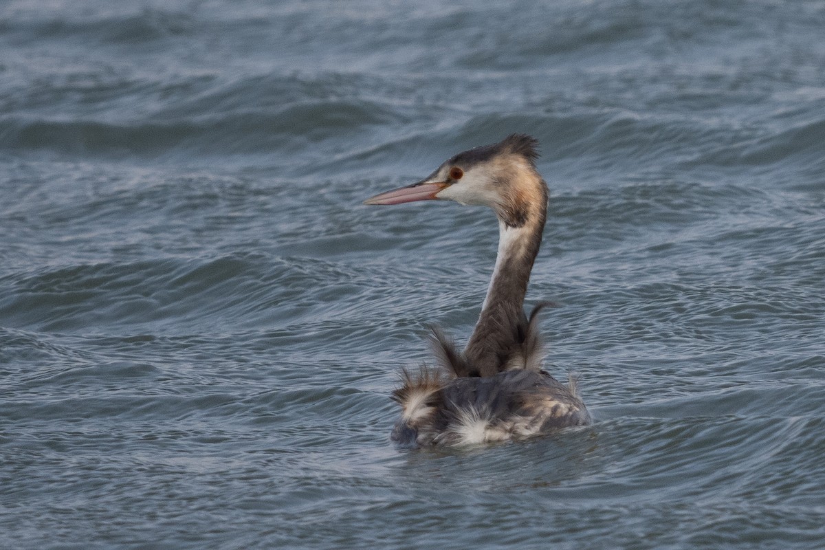 Great Crested Grebe - ML384109211