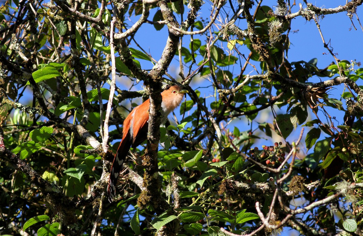 Squirrel Cuckoo (Amazonian) - Jay McGowan