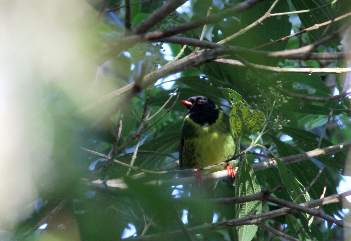 Green-and-black Fruiteater (Green-and-black) - ML38411351
