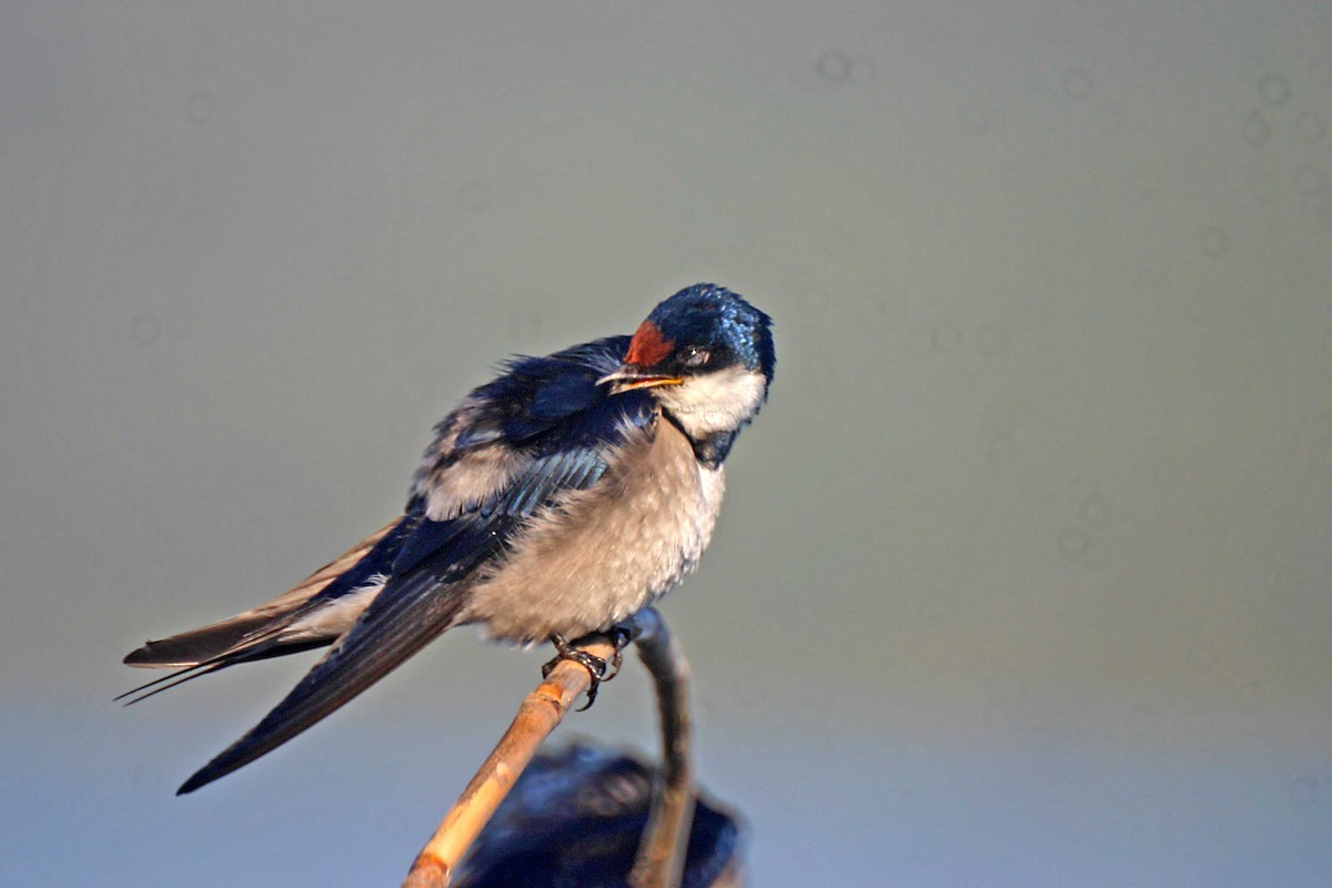 White-throated Swallow - Ricardo Santamaria