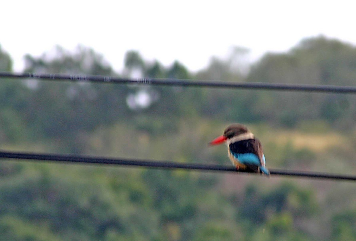 Brown-hooded Kingfisher - Ricardo Santamaria
