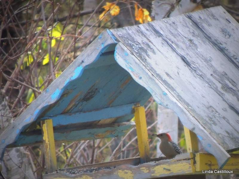 Red-bellied Woodpecker - ML38412251