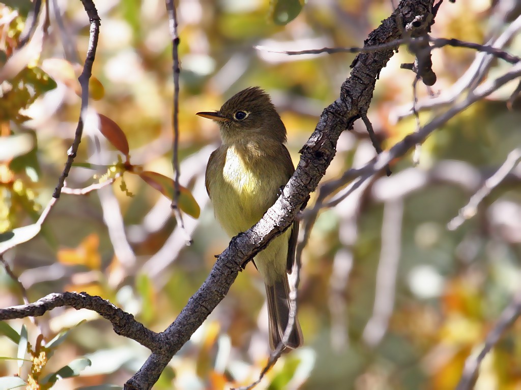 Western Flycatcher (Pacific-slope) - Dick Dionne