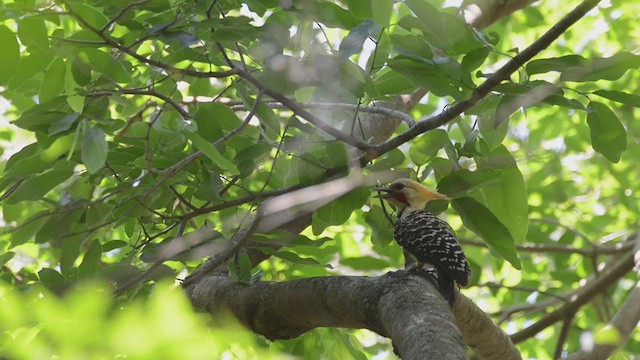 Blond-crested Woodpecker - ML384124551