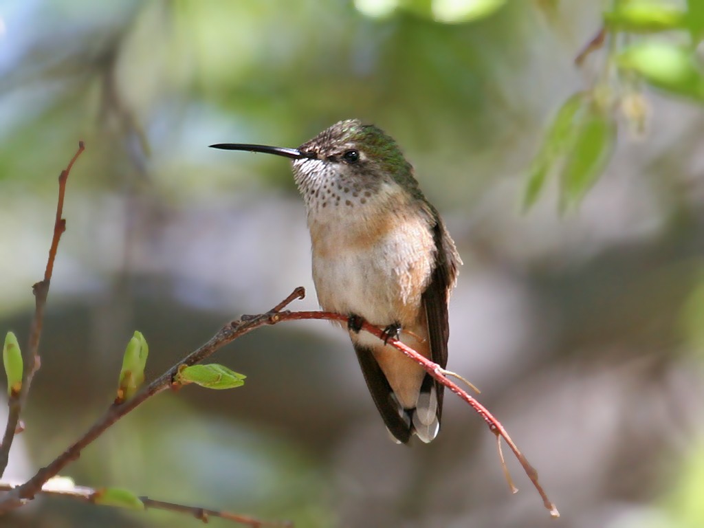 Calliope Hummingbird - Dick Dionne
