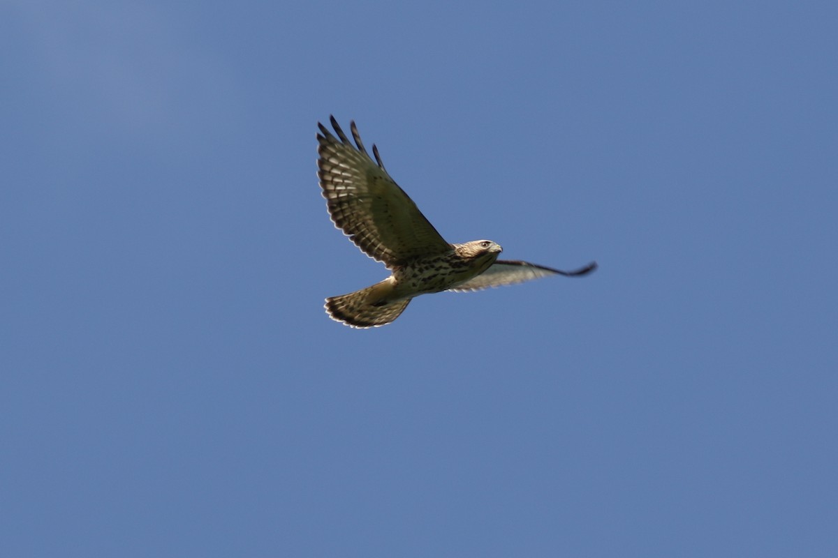 Broad-winged Hawk - george parker