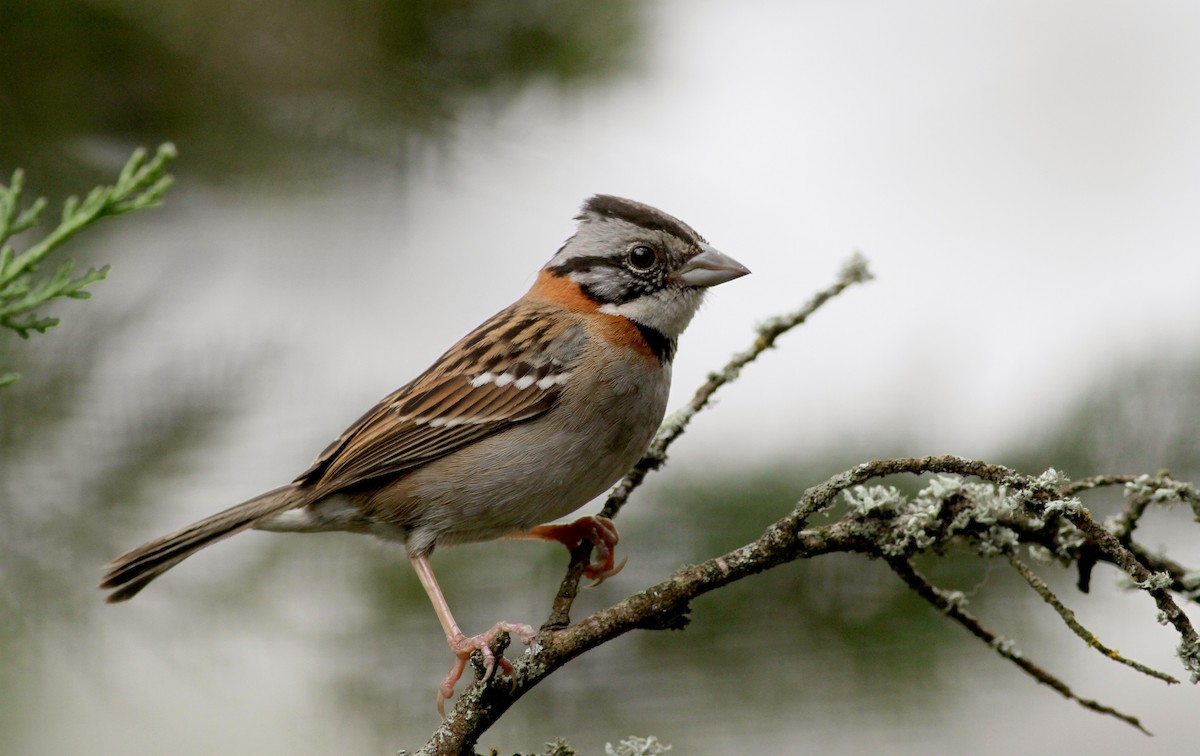 Rufous-collared Sparrow (Rufous-collared) - ML38413271