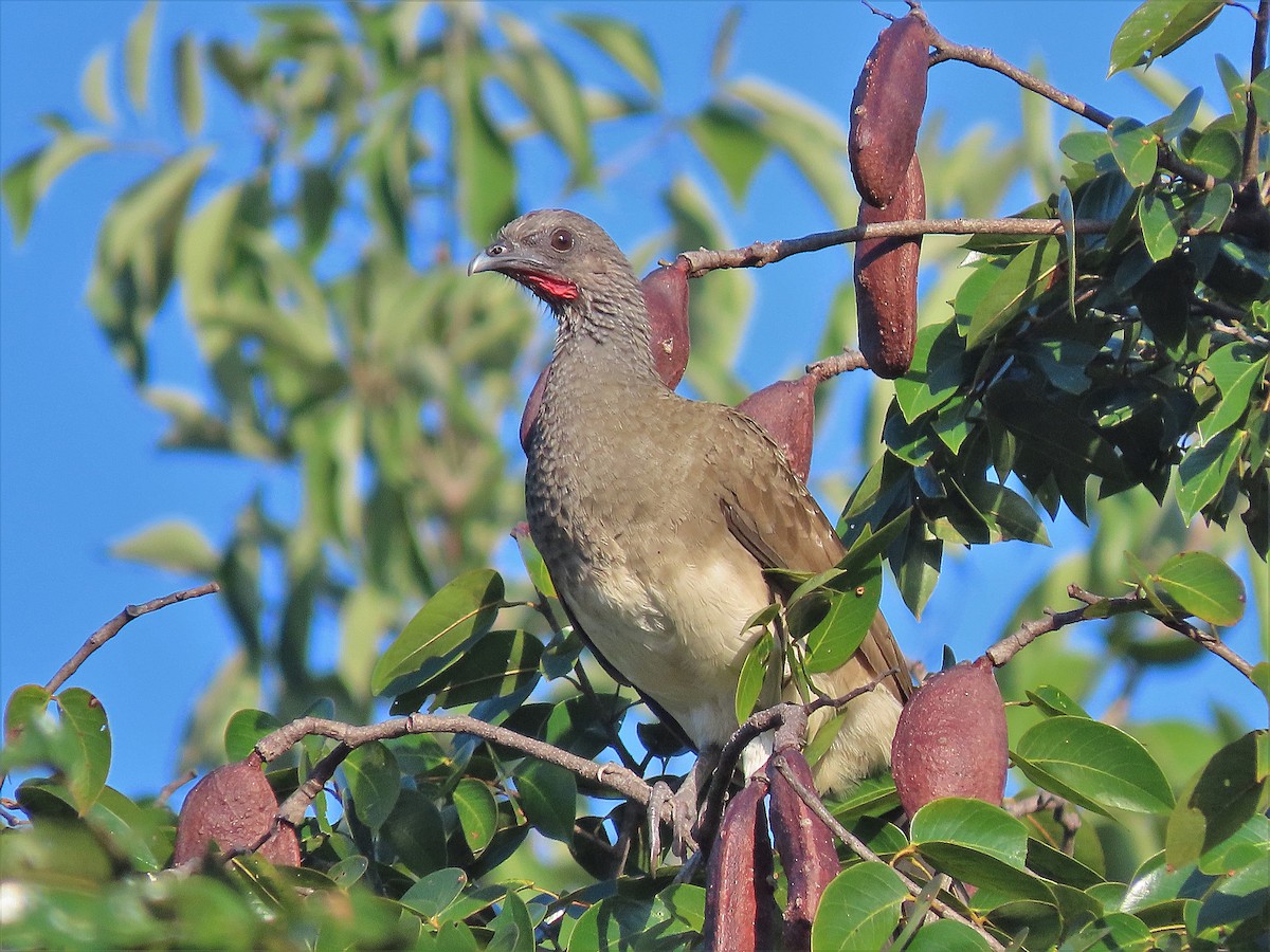 White-bellied Chachalaca - Alfonso Auerbach