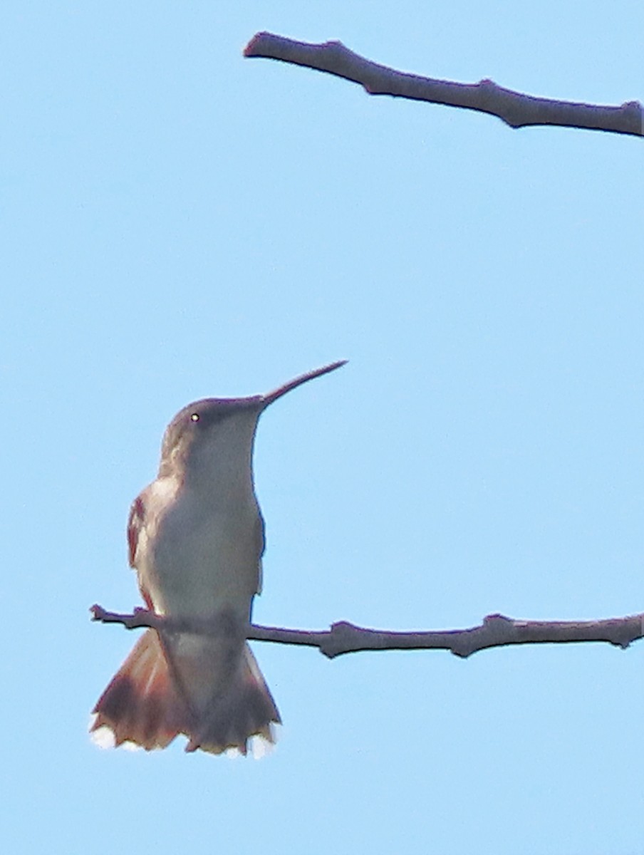 Ruby-throated Hummingbird - Alfonso Auerbach