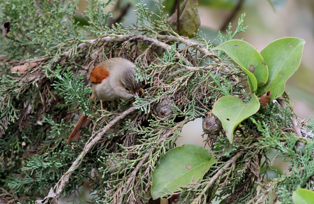 Crested Spinetail - ML38413461