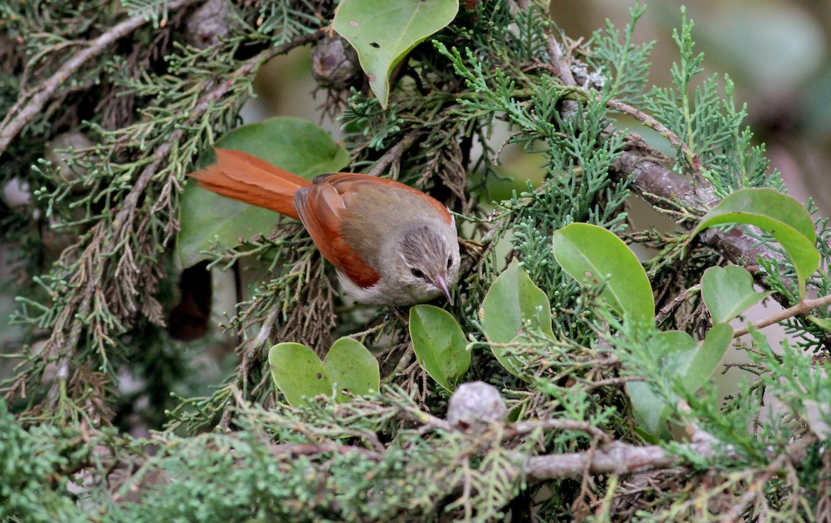 Crested Spinetail - ML38413551