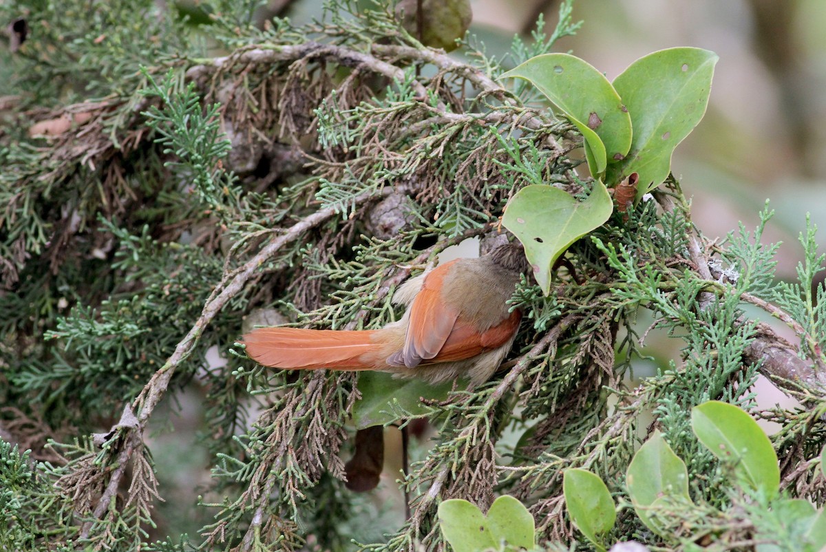 Crested Spinetail - ML38413571