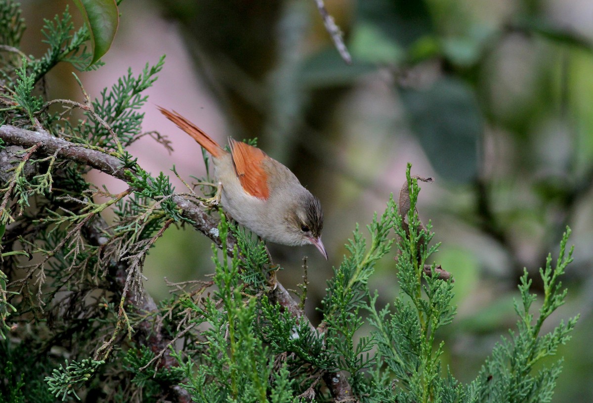 Crested Spinetail - ML38413601