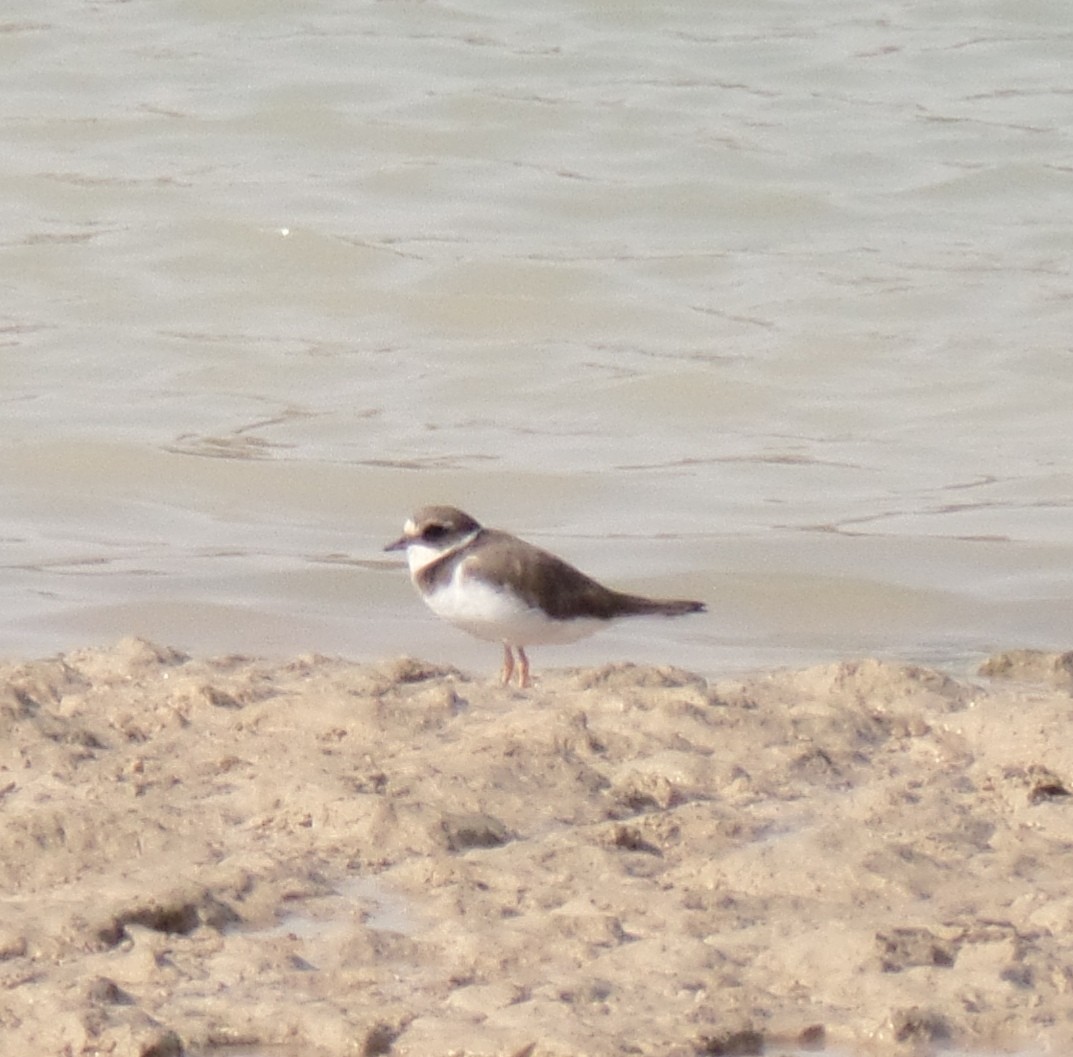 Common Ringed Plover - ML384139341