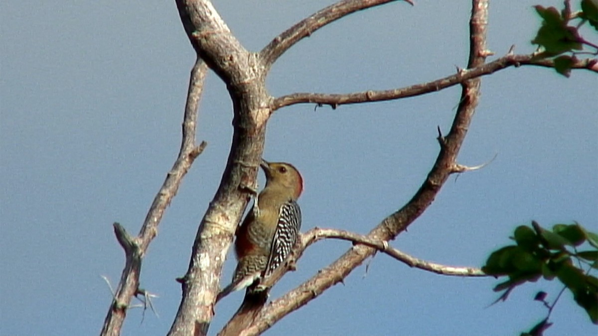 Yucatan Woodpecker - Josep del Hoyo