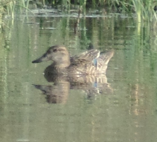 Green-winged Teal - ML384142231