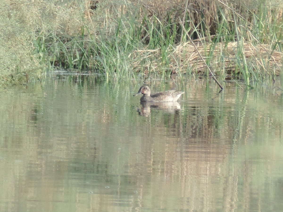 Green-winged Teal - ML384142311