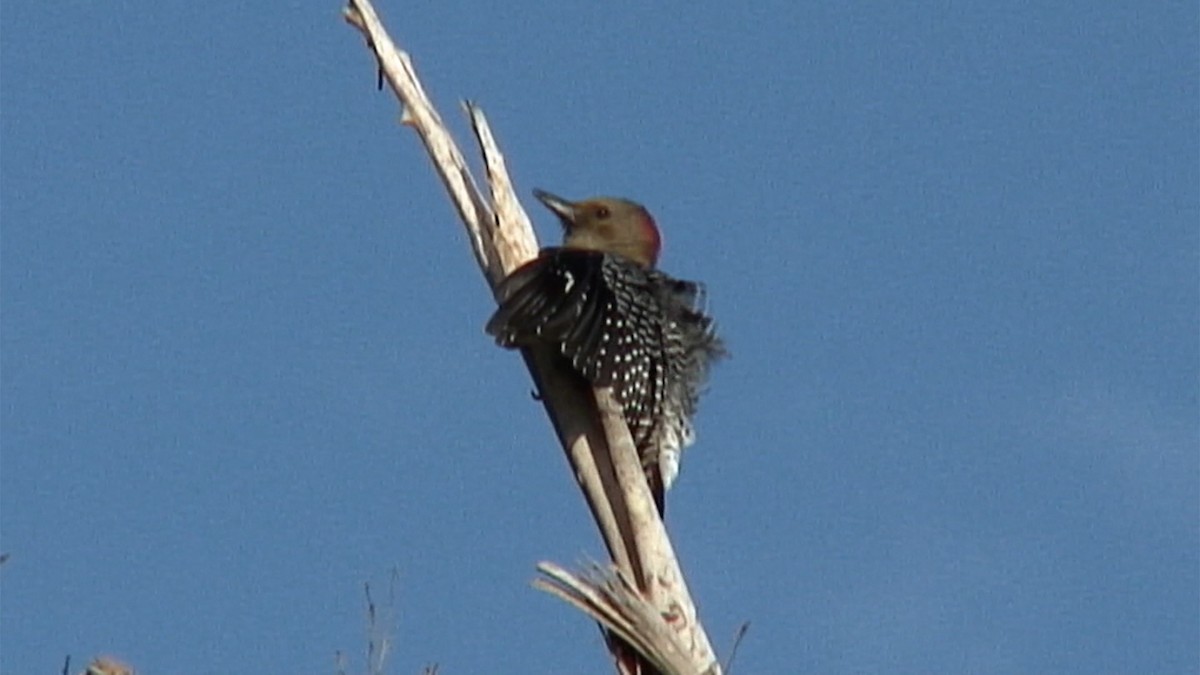 Yucatan Woodpecker - ML384142481