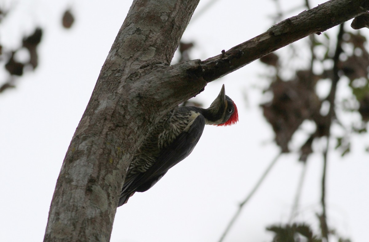 Lineated Woodpecker (Lineated) - ML38414501