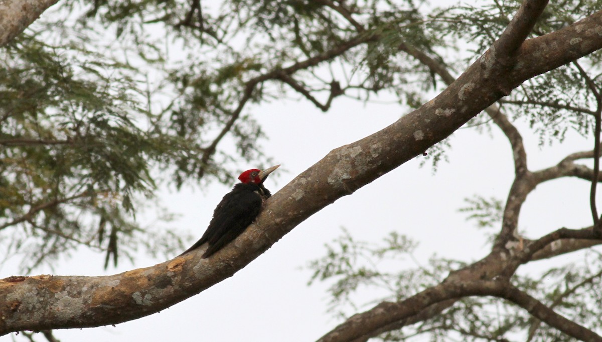 Crimson-crested Woodpecker - ML38414761