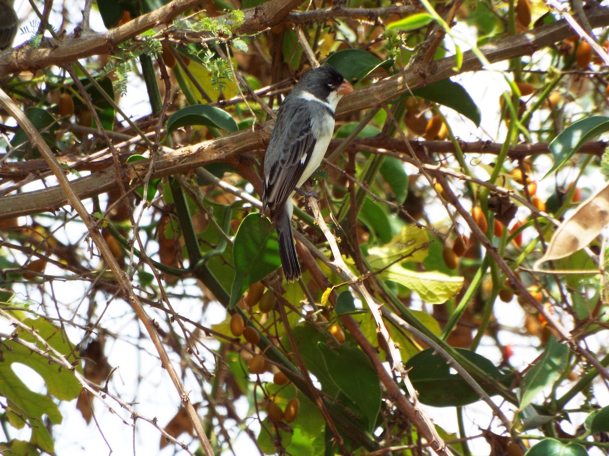 White-throated Seedeater - ML38415381