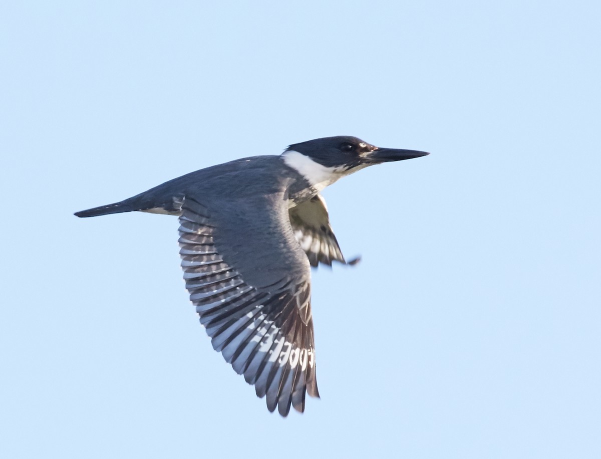 Belted Kingfisher - ML38415561