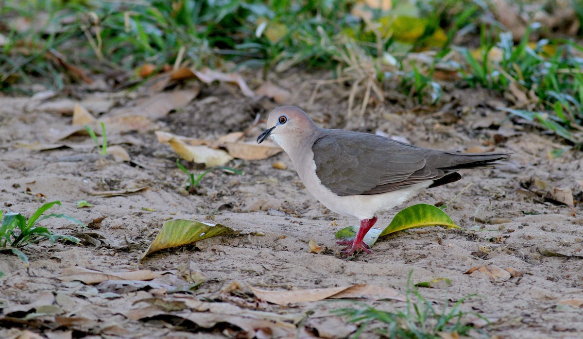 White-tipped Dove (White-tipped) - Jay McGowan