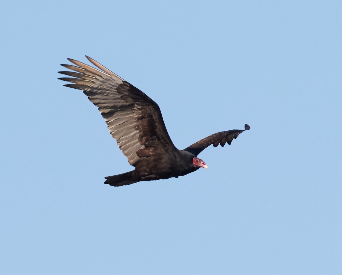 Turkey Vulture - ML38415671