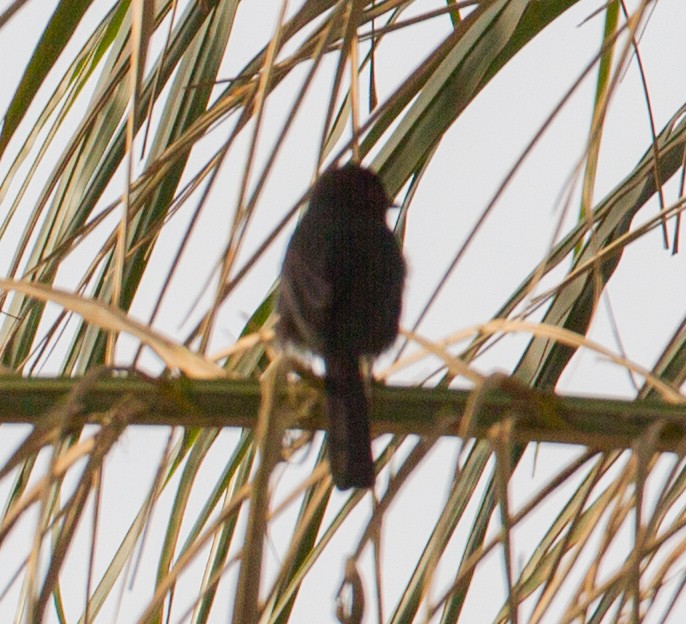 Fork-tailed Drongo (Glossy-backed) - ML384158541