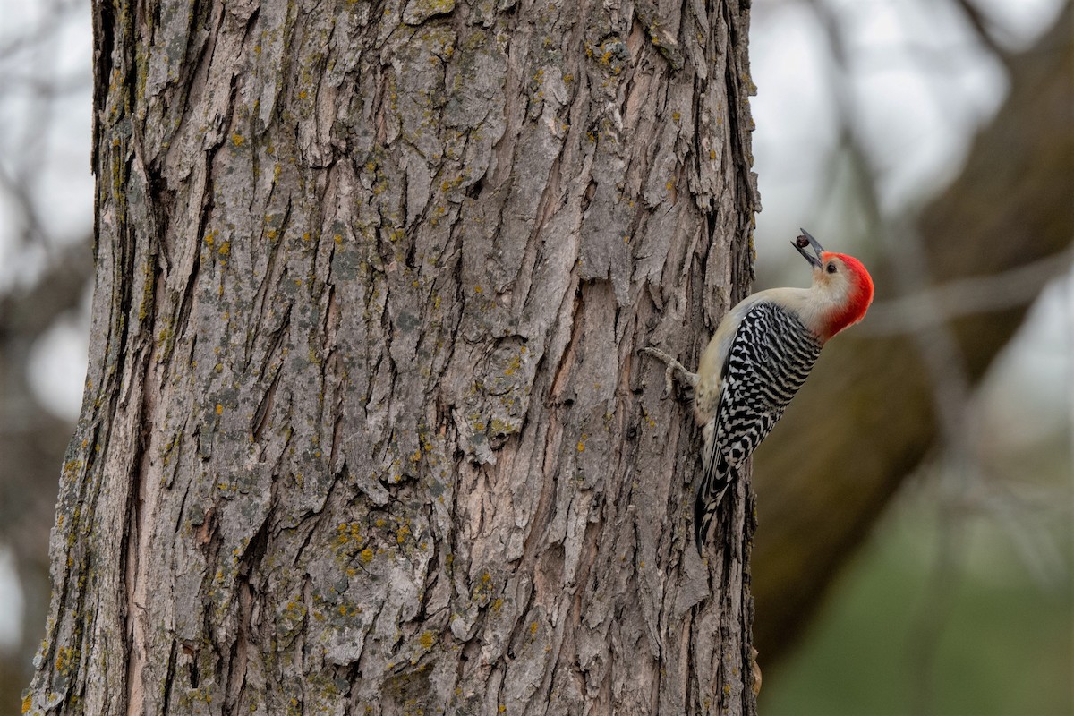 Red-bellied Woodpecker - Steve Kruse