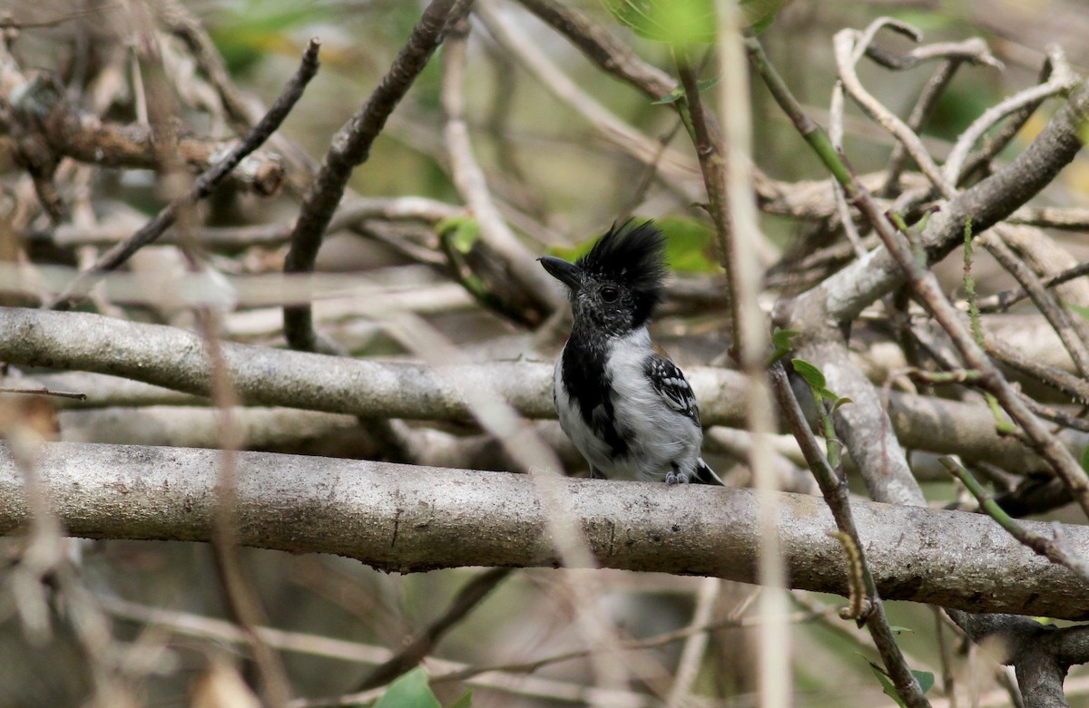 Black-crested Antshrike (Black-crested) - Jay McGowan