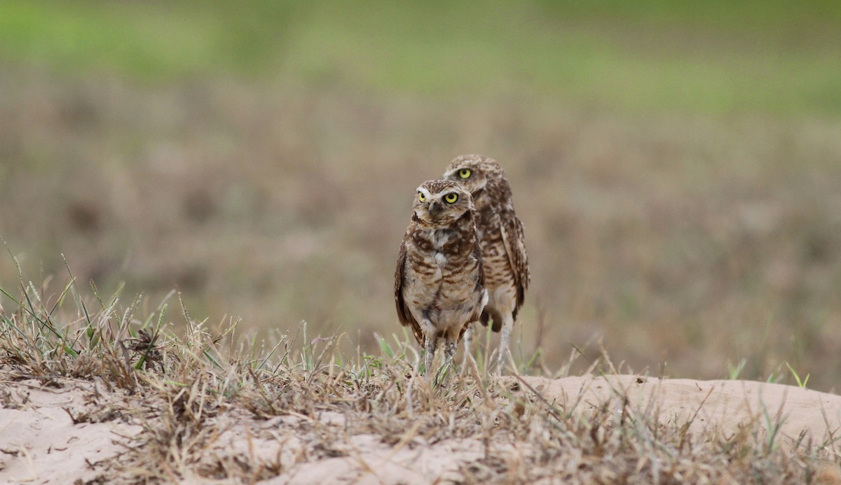 Burrowing Owl (guadeloupensis Group) - ML38417161