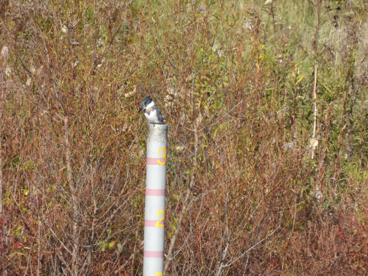 Belted Kingfisher - ML384171991