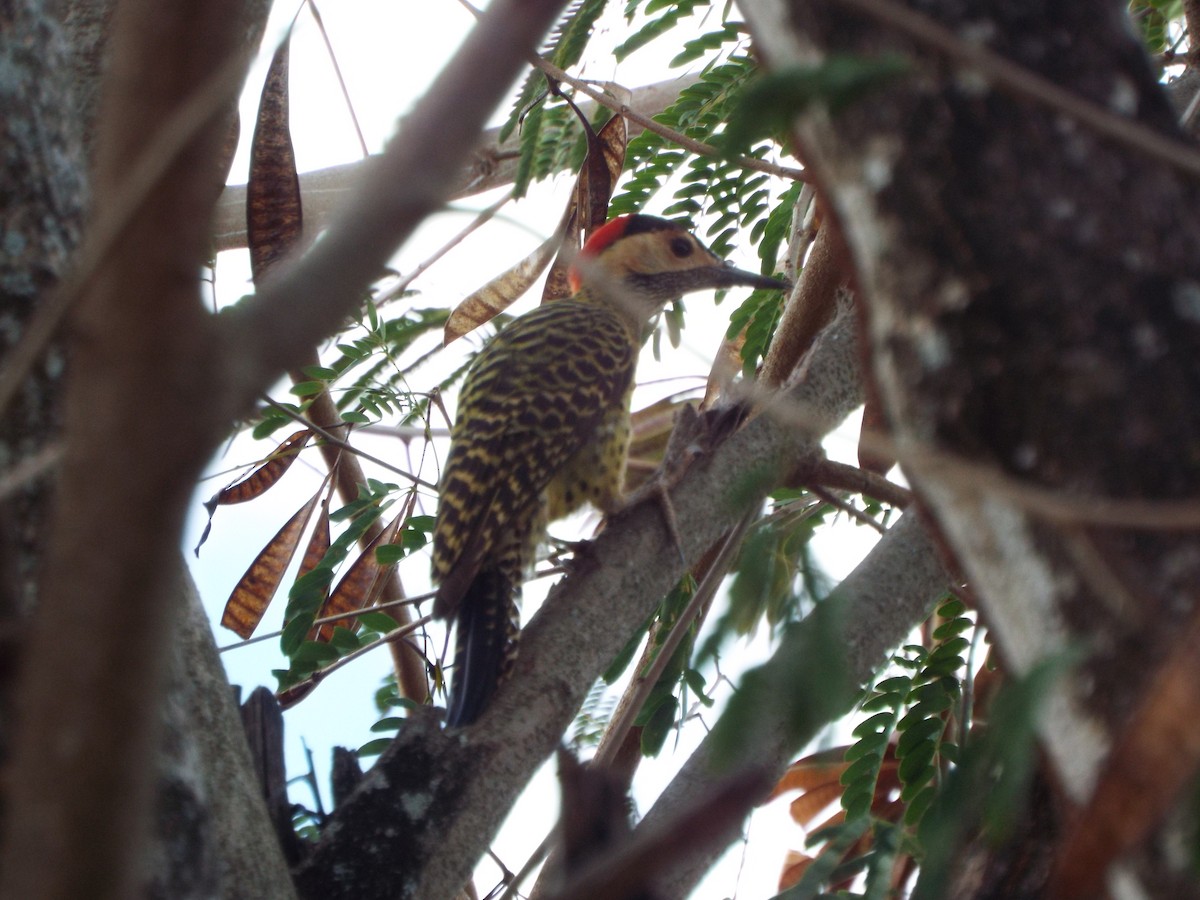 Green-barred Woodpecker - ML38418031