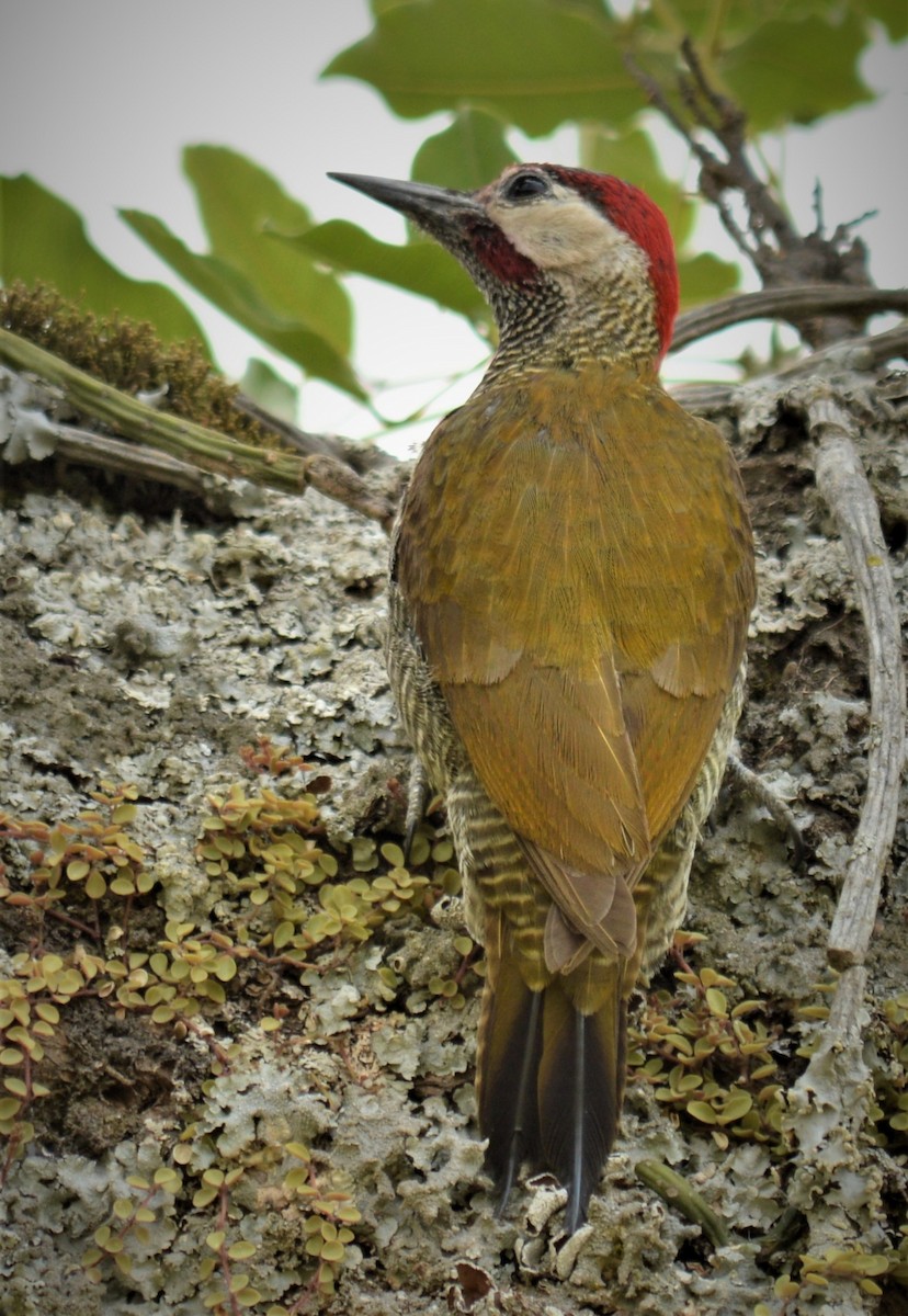 Golden-olive Woodpecker - Juan  Juárez